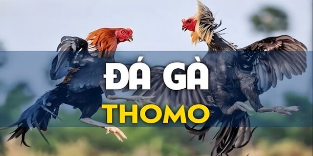 Đá gà Thomo là gì?