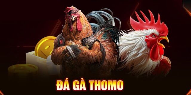 Đá gà Thomo phân định thắng thua thế nào?