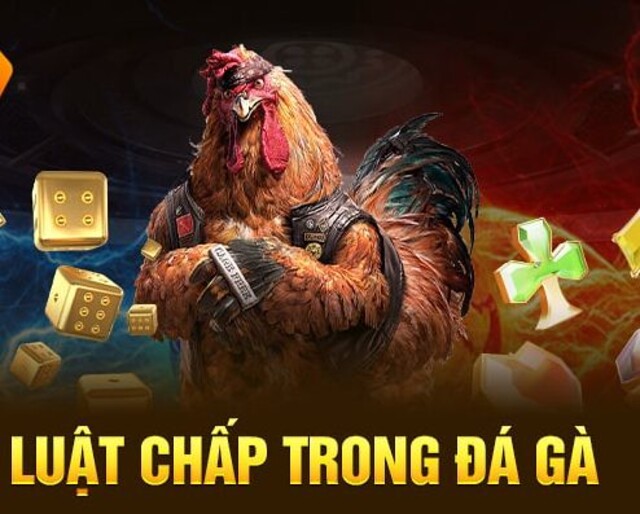 Tìm hiểu về luật chấp trong đá gà